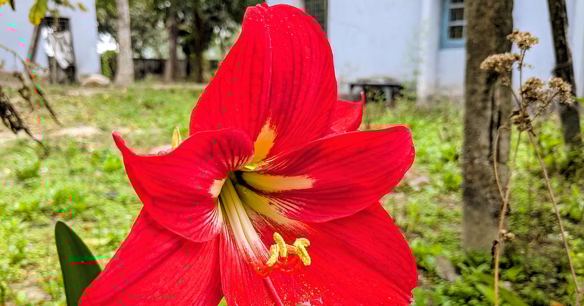 পাঠকের ছবি (১৪ মার্চ ২০২৬) পাঠকের ছবি (১৪ মার্চ ২০২৬)