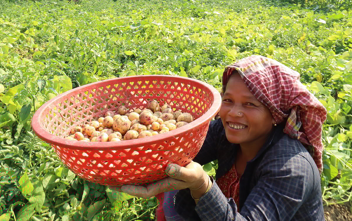 পাহাড়ে আলুর আবাদ