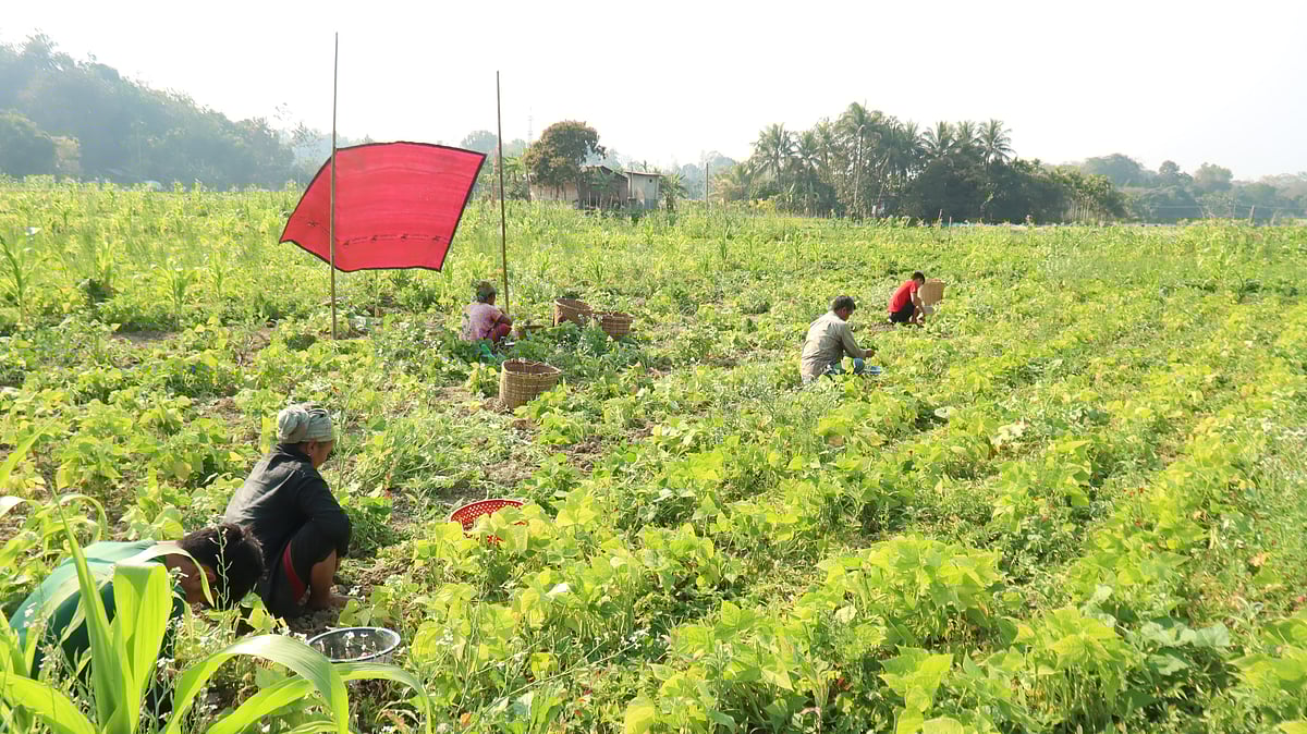 চলছে আলু তোলার কাজ 