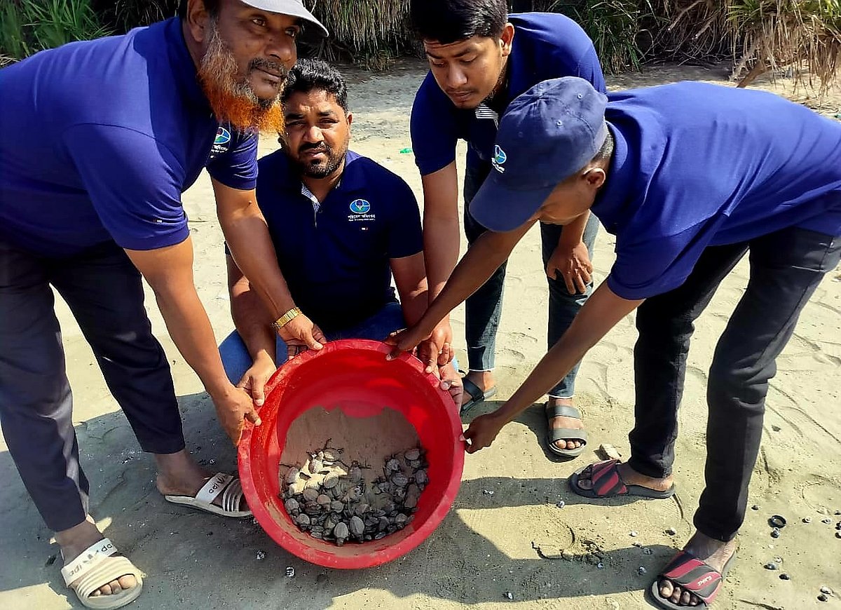 সেন্ট মার্টিন সৈকতে ডিম পাড়তে আসা কাছিমের সংখ্যা তিন গুণ হলো যেভাবে