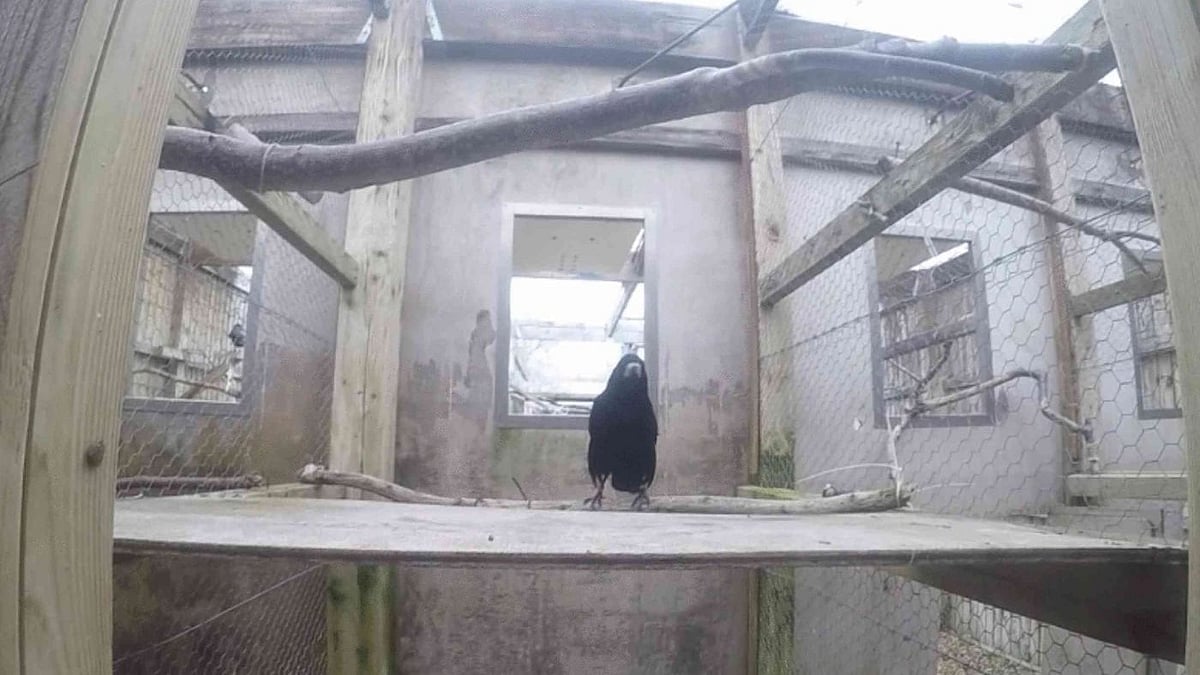 মানুষের আদেশ পালন করতে পারে যে বন্য পাখি