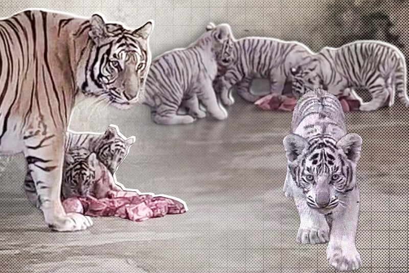 জাতীয় চিড়িয়াখানায় বাঘ দম্পতি বেলি-টগরের ঘরে ৪ শাবক, তিনটি সাদা