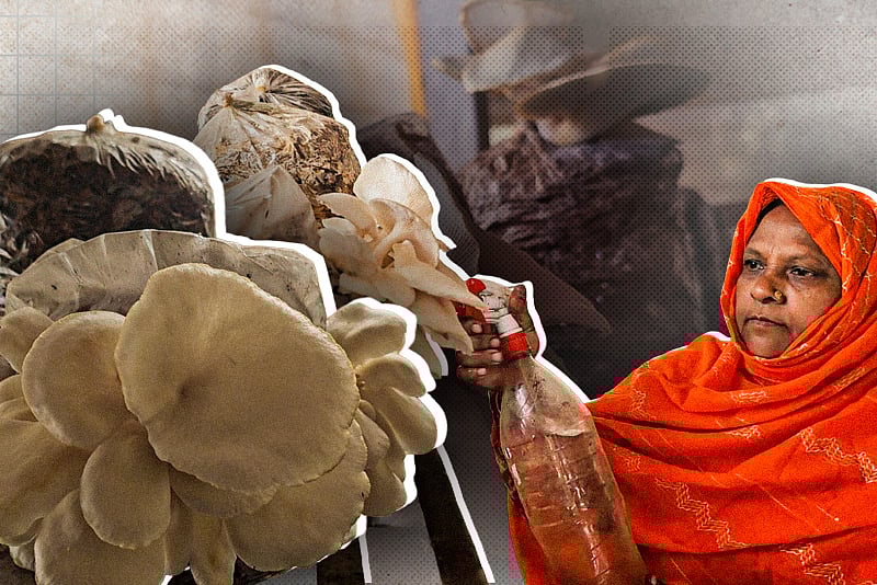 মাশরুমে বদলে গেল গোলাপীর জীবন, মাসে আয় ৩০ হাজার টাকা