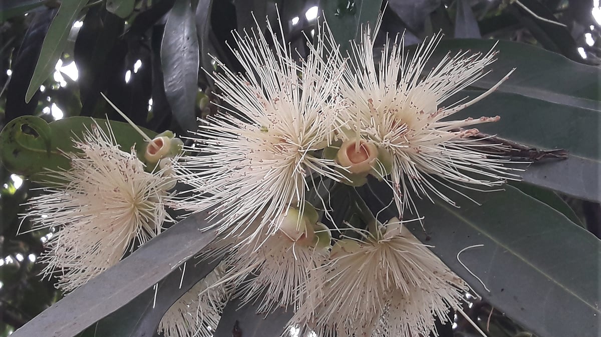 ছবি: আকমল হোসেন