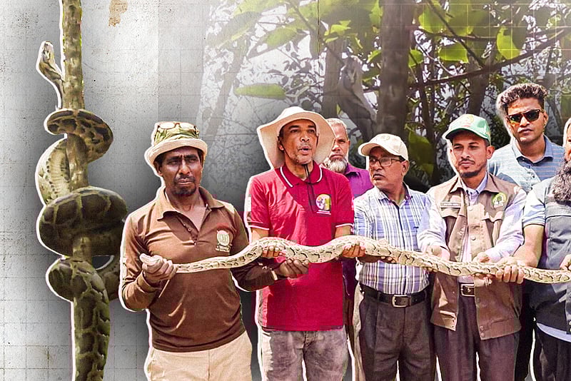 বনে অবমুক্ত করা হলো অজগর, মুক্ত হয়েই উঠে গেল গাছে