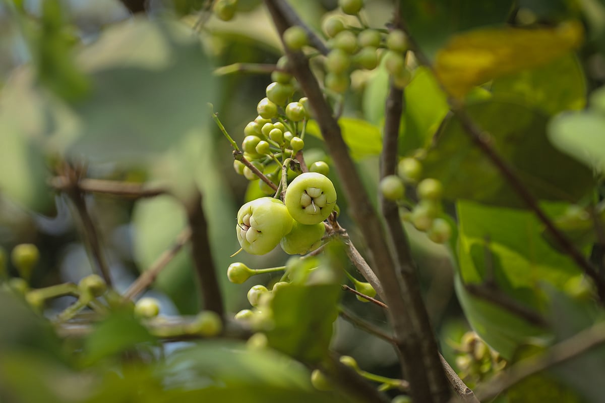 ছবি: সাদ্দাম হোসেন