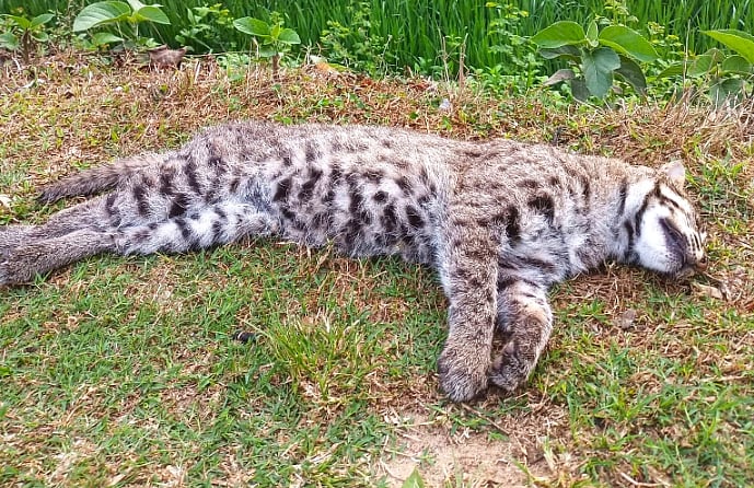 বনে গ্রাম্য সড়কের পাশে পড়ে ছিল মেছো বিড়াল