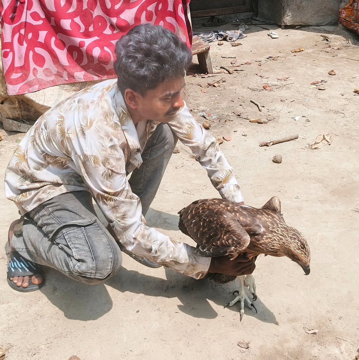 বনে পাওয়া আহত ঈগলের বাচ্চা সুস্থ হয়ে উঠছে কিশোরের যত্নে
