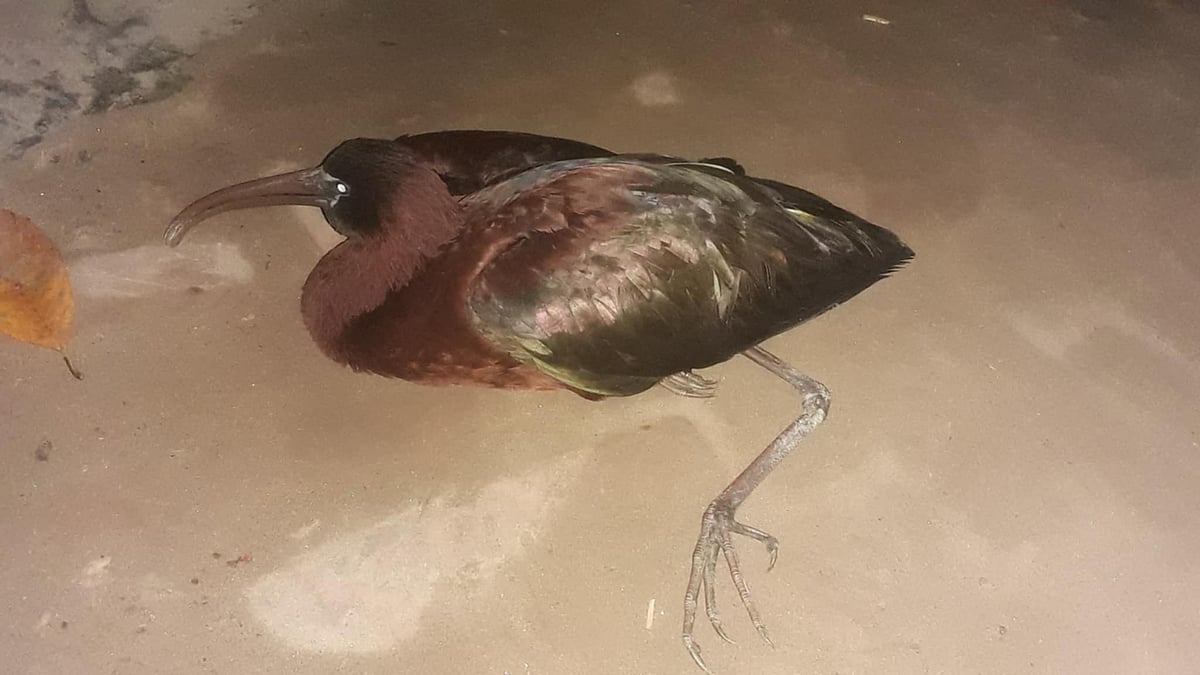 সিরাজগঞ্জে বিপন্ন খয়রা কাস্তেচরা পাখি উদ্ধার