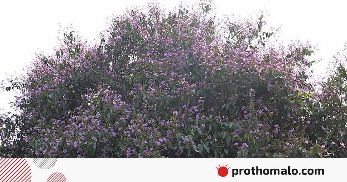 লাগানো হবে ২৫ কোটি গাছ, অগ্রাধিকার দেশীয় প্রজাতিতে লাগানো হবে ২৫ কোটি গাছ, অগ্রাধিকার দেশীয় প্রজাতিতে