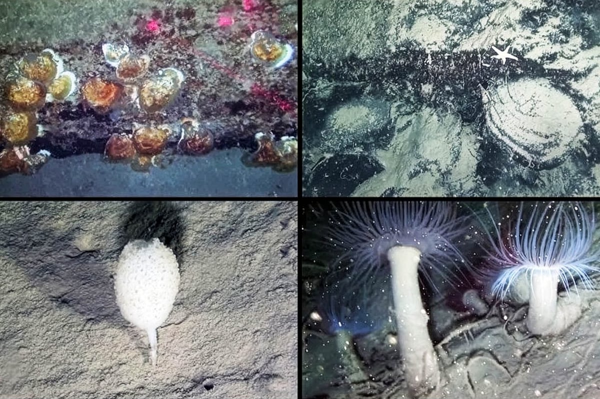 ইতালির সমুদ্রতলে বিস্ময়কর জগতের সন্ধান পেয়েছেন বিজ্ঞানীরা