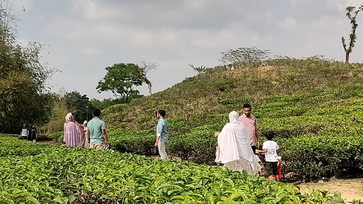 চা-বাগান দেখতে সিলেটে পর্যটকদের ভিড়