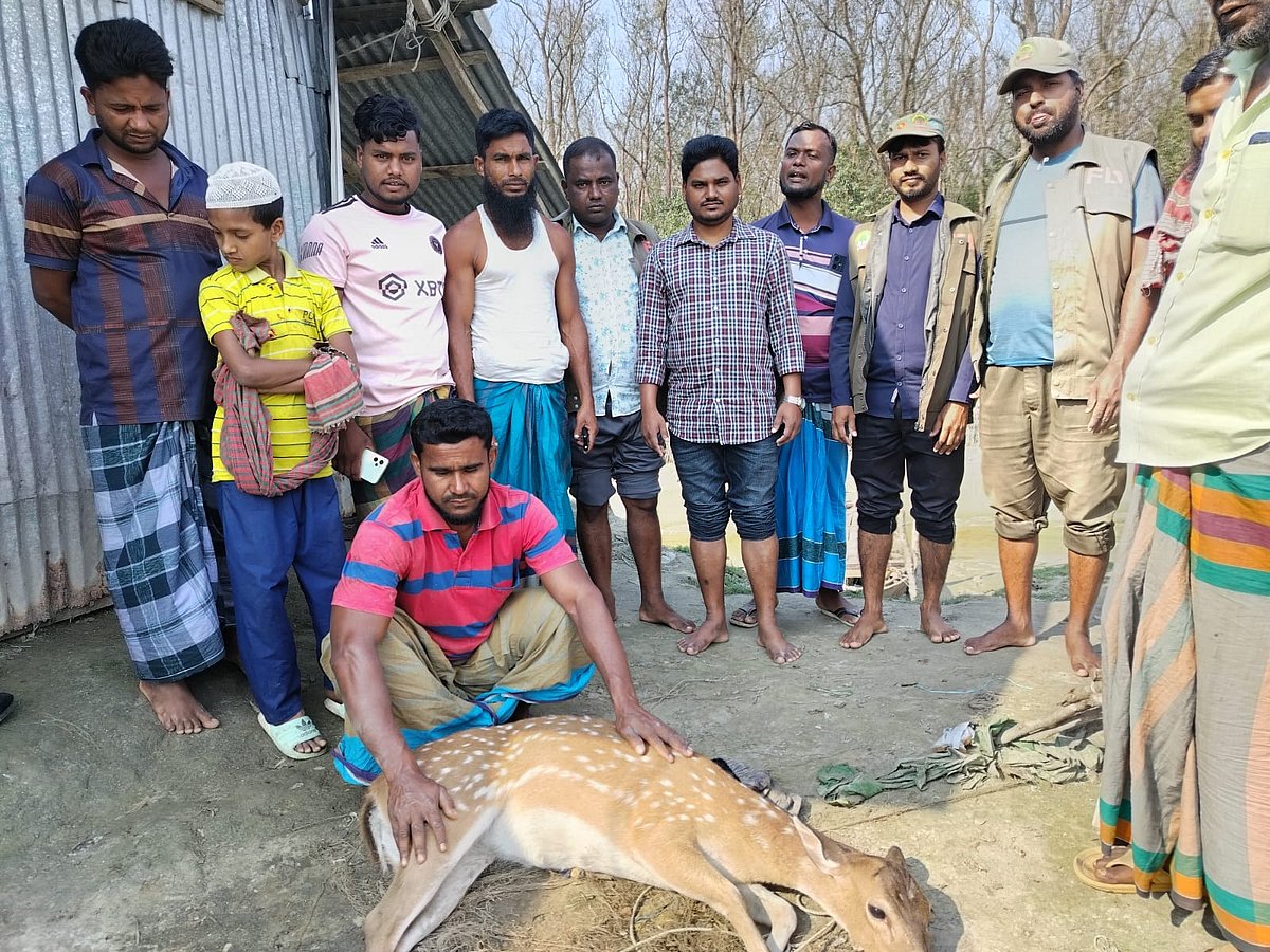 মনপুরায় লোকালয়ে ঢুকে পড়া হরিণ উদ্ধার, সংরক্ষিত বনে অবমুক্ত