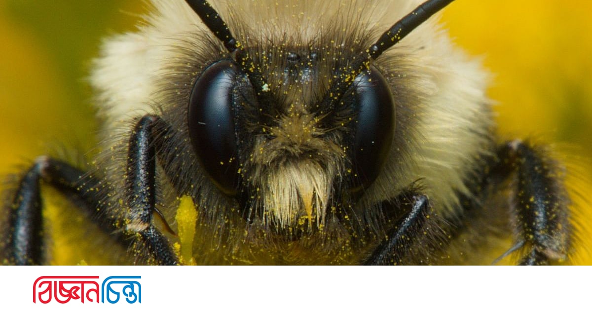 রানি ভ্রমর কীভাবে পানির নিচে বেঁচে থাকে রানি ভ্রমর কীভাবে পানির নিচে বেঁচে থাকে