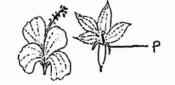 একটি সম্পূর্ণ ফুলে ৫টি স্তবক থাকে