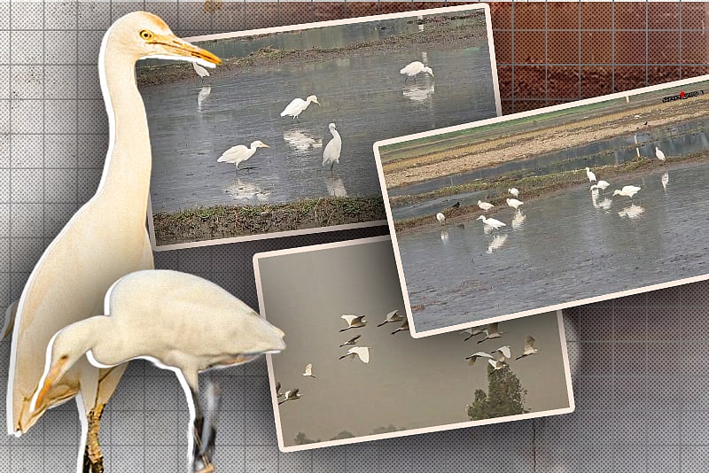 ফসলের সুরক্ষা দিচ্ছে বক, হয়ে উঠছে মানিকগঞ্জের ‘কৃষকের বন্ধু’