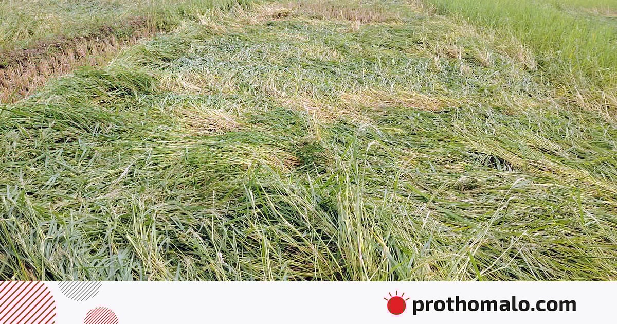 কিশোরগঞ্জে শিলাবৃষ্টি, চার হাজার হেক্টর বোরো ধান ক্ষতিগ্রস্ত কিশোরগঞ্জে শিলাবৃষ্টি, চার হাজার হেক্টর বোরো ধান ক্ষতিগ্রস্ত