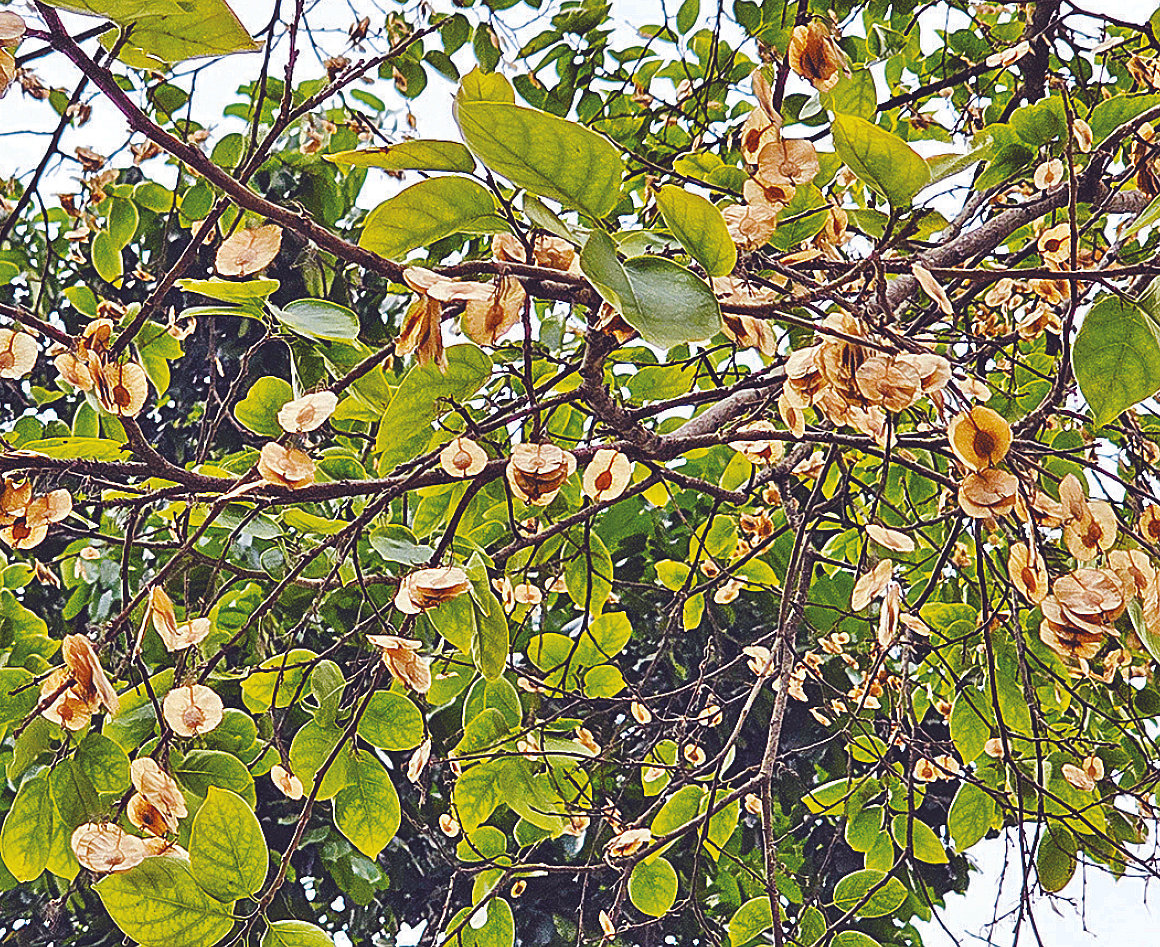 চৈত্রে দেখা চিলবিল