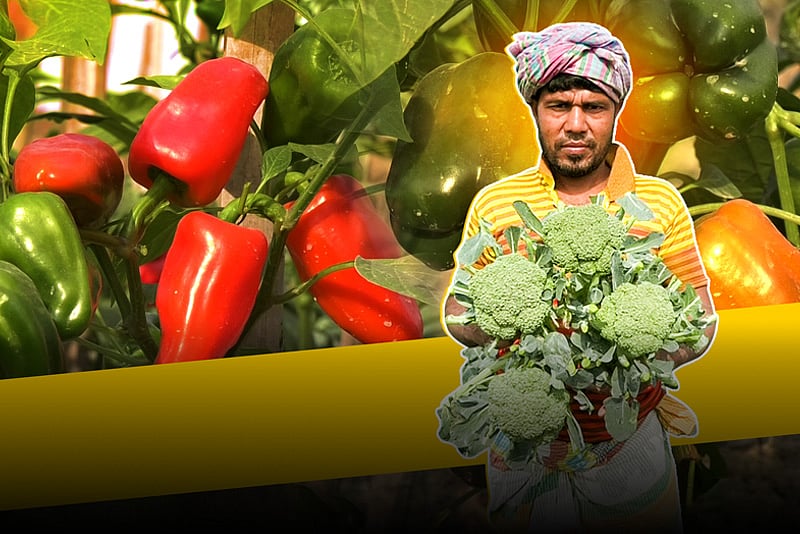 দেশেই চাষ হচ্ছে ক্যাপসিক্যাম, ব্রকলিসহ বিদেশি সবজি, বাড়ছে চাহিদা