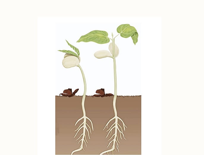 পরাগায়নের জন্য পুষ্পমঞ্জরির গুরুত্ব অনেক বেশি