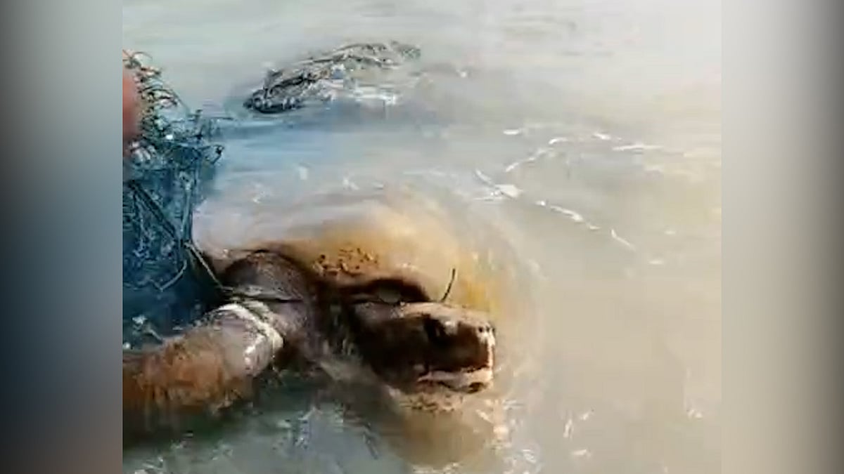 জালে ধরা পড়া ৪টি কচ্ছপকে সমুদ্রে ছেড়ে দিলেন জেলে