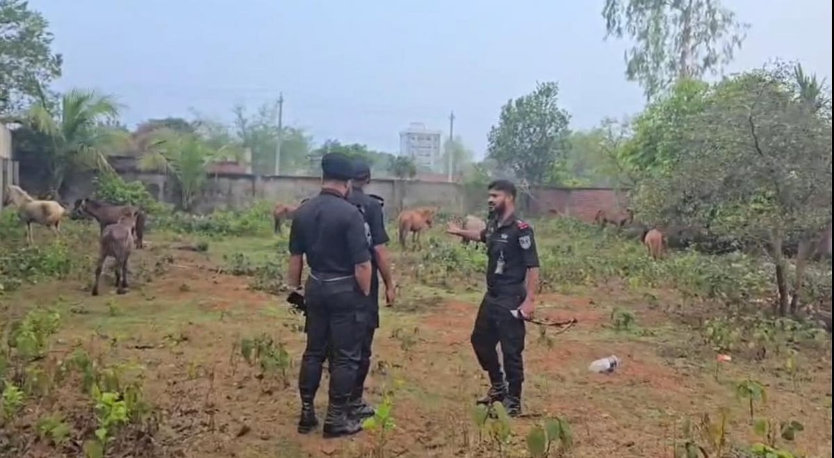 পূর্বাচলে গরু বলে ঘোড়ার মাংস বিক্রি, জবাই করা ও জীবিত ২০টি ঘোড়া উদ্ধার