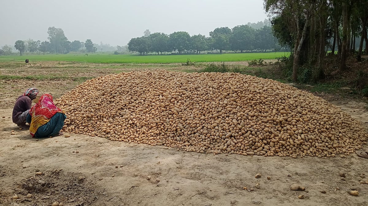 রাজশাহীতে বস্তাসংকটে পড়ে যাচ্ছে আলুর দাম