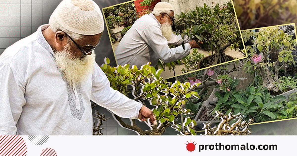 ৪০ বছর ধরে ৫০০ বনসাই গড়েছেন এই বৃক্ষপ্রেমী ৪০ বছর ধরে ৫০০ বনসাই গড়েছেন এই বৃক্ষপ্রেমী