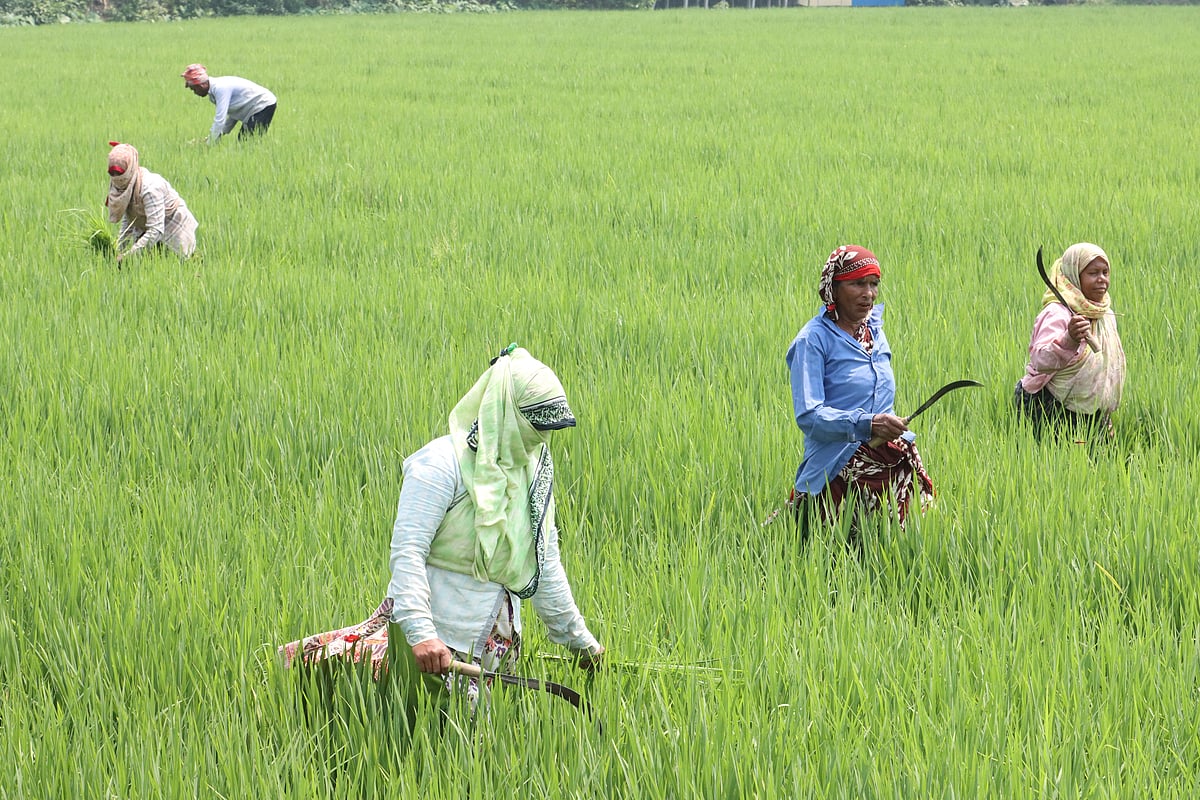 ছবি: আলীমুজ্জামান 