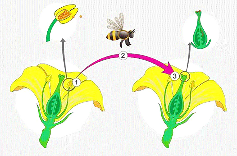 খাদ্য তৈরির কাজে অংশ নেয় সবুজ বৃতি