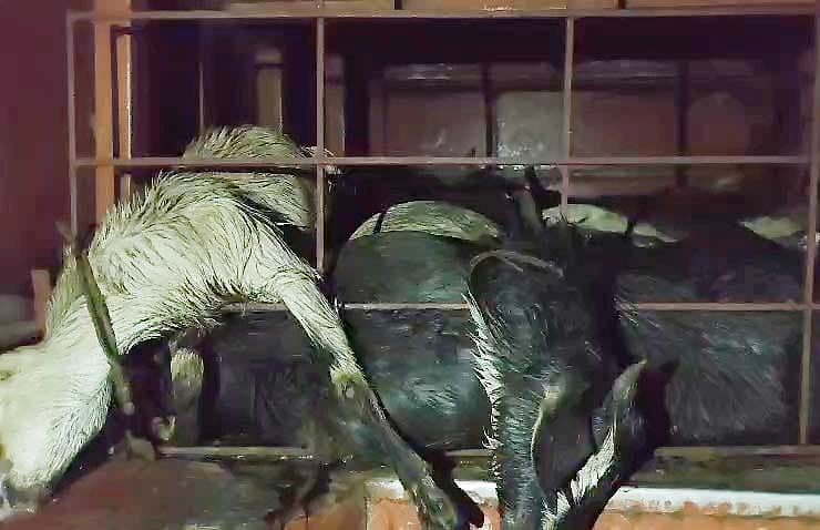 বাসের লাগেজ বক্সে নিয়ে যাওয়া হচ্ছিল ৪৭টি ছাগল, দম বন্ধ হয়ে মৃত্যু সব কটির