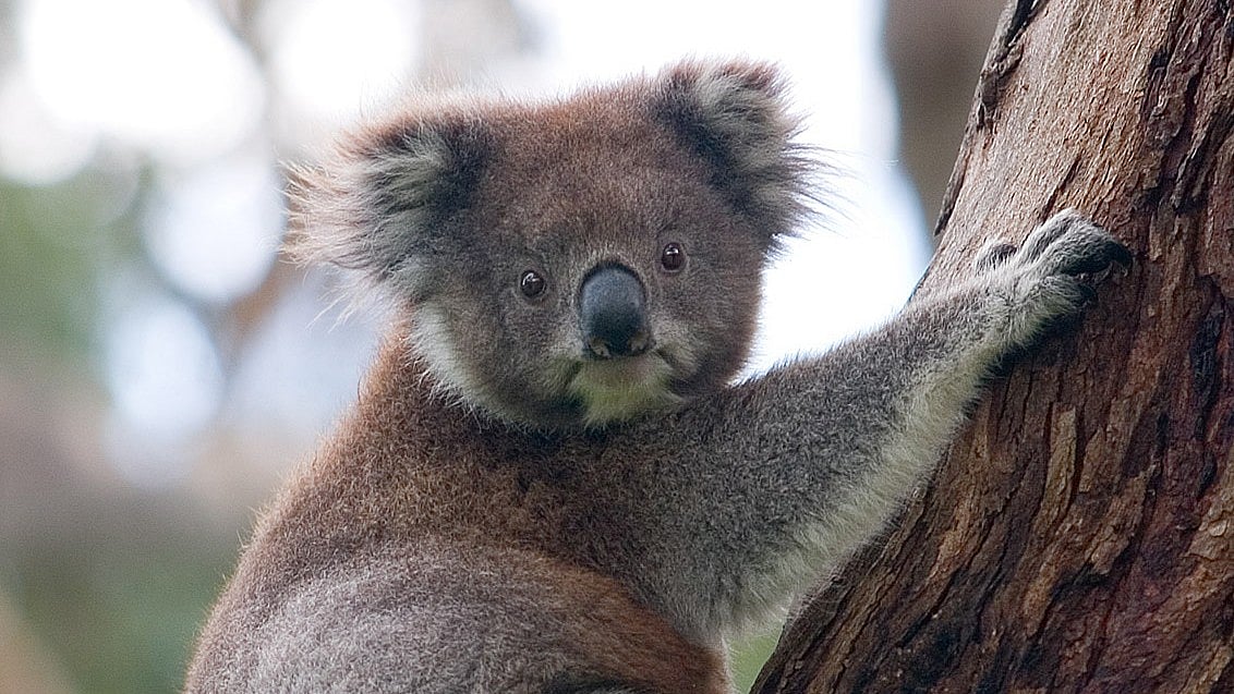 মানুষের আঙুলের ছাপের সঙ্গে মিল
