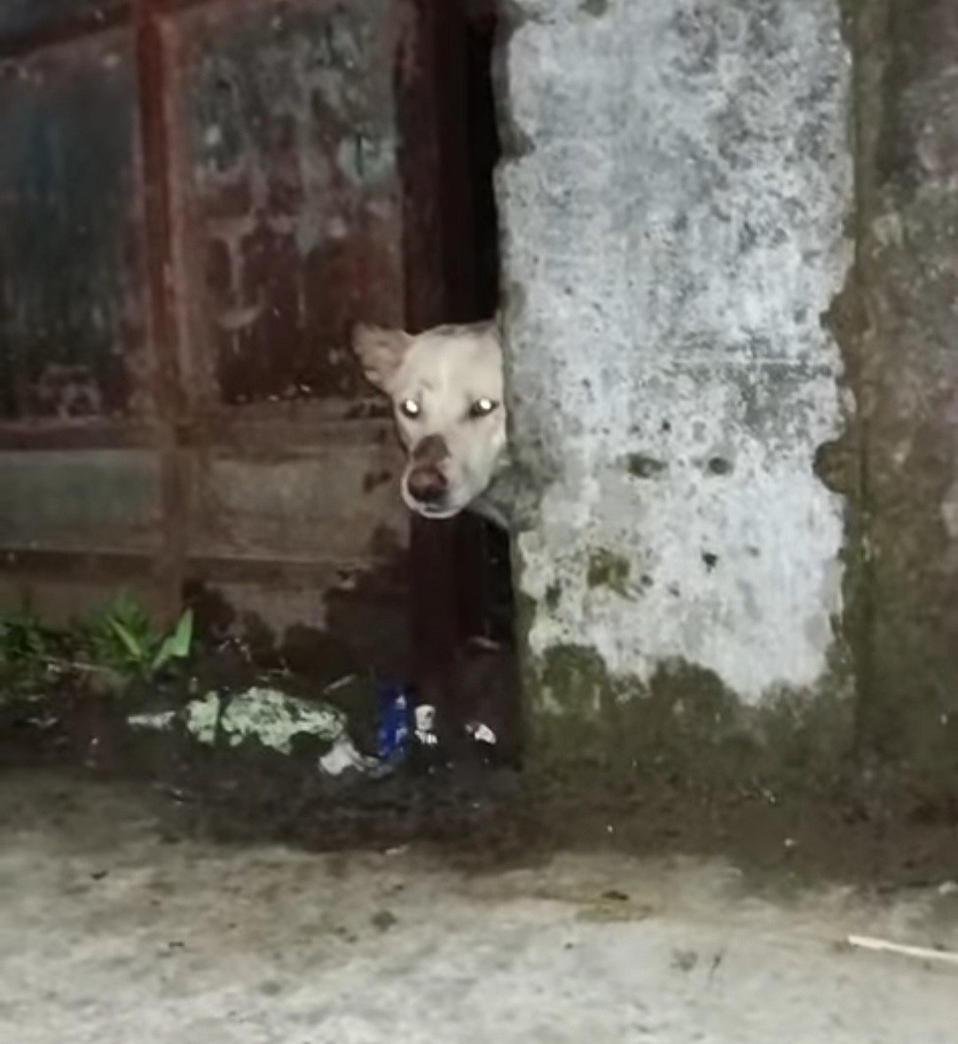 উঁচু সীমানাপ্রাচীরের ভেতর আটকা কুকুর উদ্ধার করলেন পুলিশ ও ফায়ার সার্ভিসের কর্মীরা