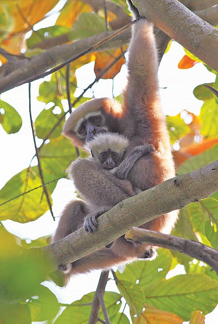 পাহাড়ি বনের এক বিরল বাসিন্দা