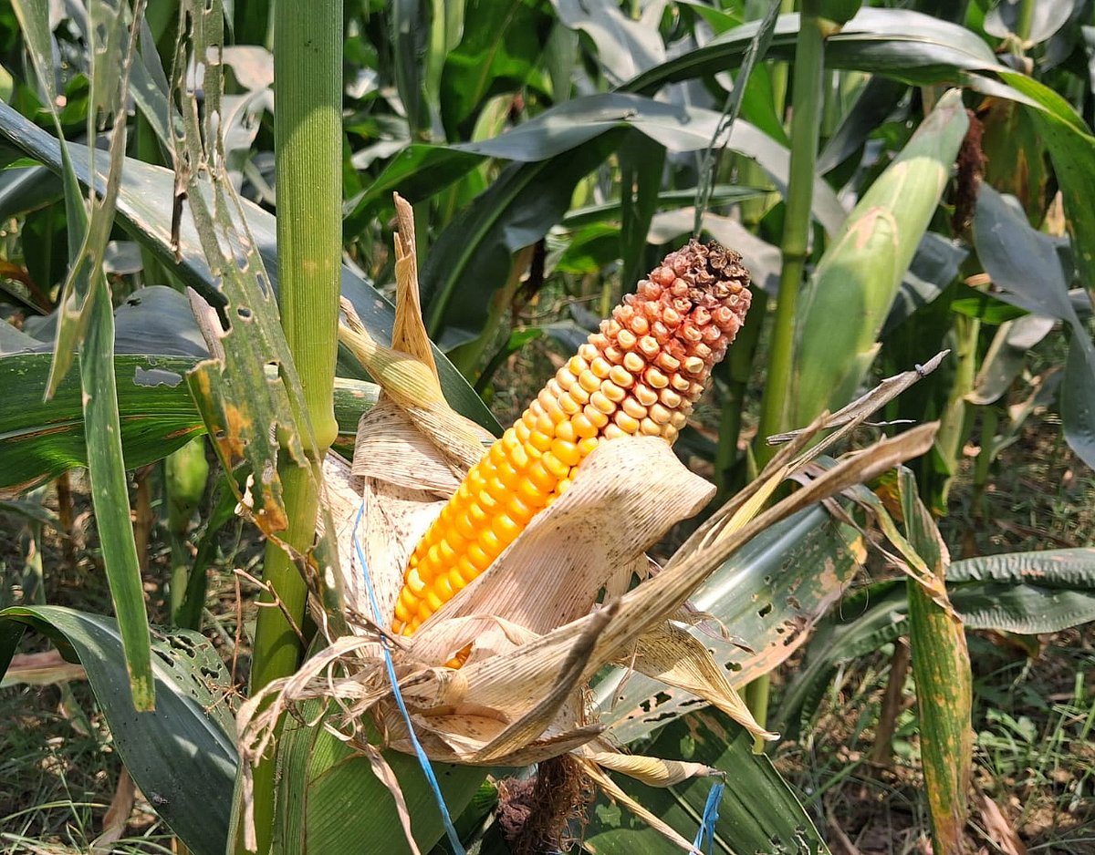 খেতে গাছে ঝুলছে পাকা ভুট্টা 