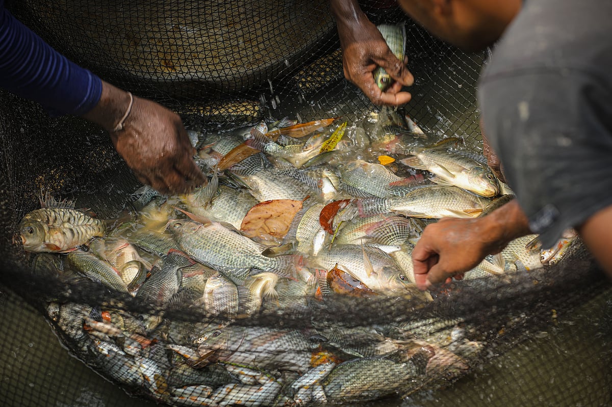 তাজা মাছ