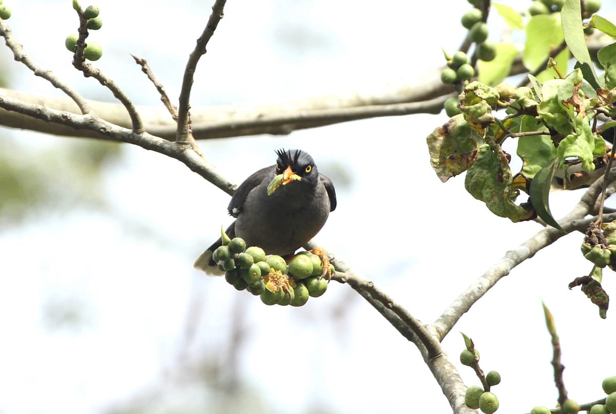 পাকুড়গাছটি এখন পাখিদের মিলনমেলা