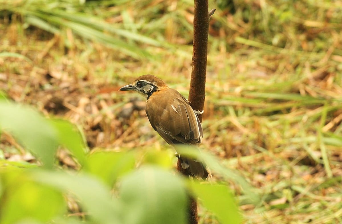 ক্ষুসাই প্রাঙ্গণের নির্জন ঝোপঝাড়ে বড় মালাপেঙ্গা পাখিদের দেখা মেলে। সাধারণত এরা দলবদ্ধভাবে থাকতে পছন্দ করে