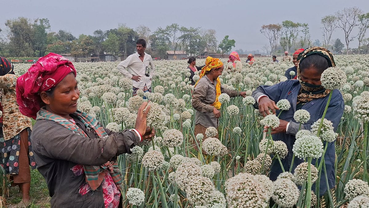 ছোট ‘ছুয়ার’ মতো যত্ন লাগে ‘ব্ল্যাক ডায়মন্ড’ পেঁয়াজবীজের খেতে
