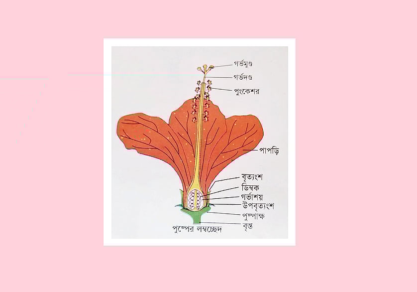 পাপড়ি ফুলের পরাগায়নে সহায়তা করে থাকে