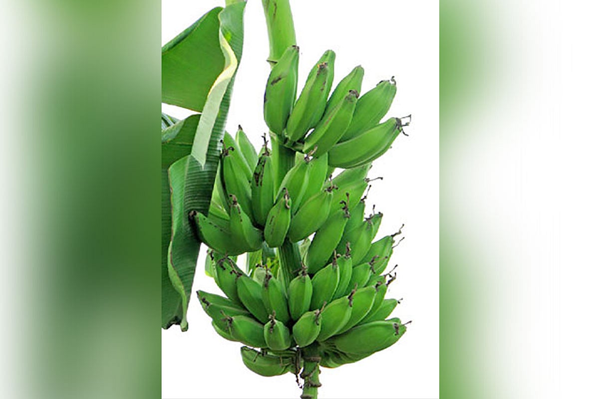 সব শাকসবজিকে ছাড়িয়ে গেল কাঁচকলা