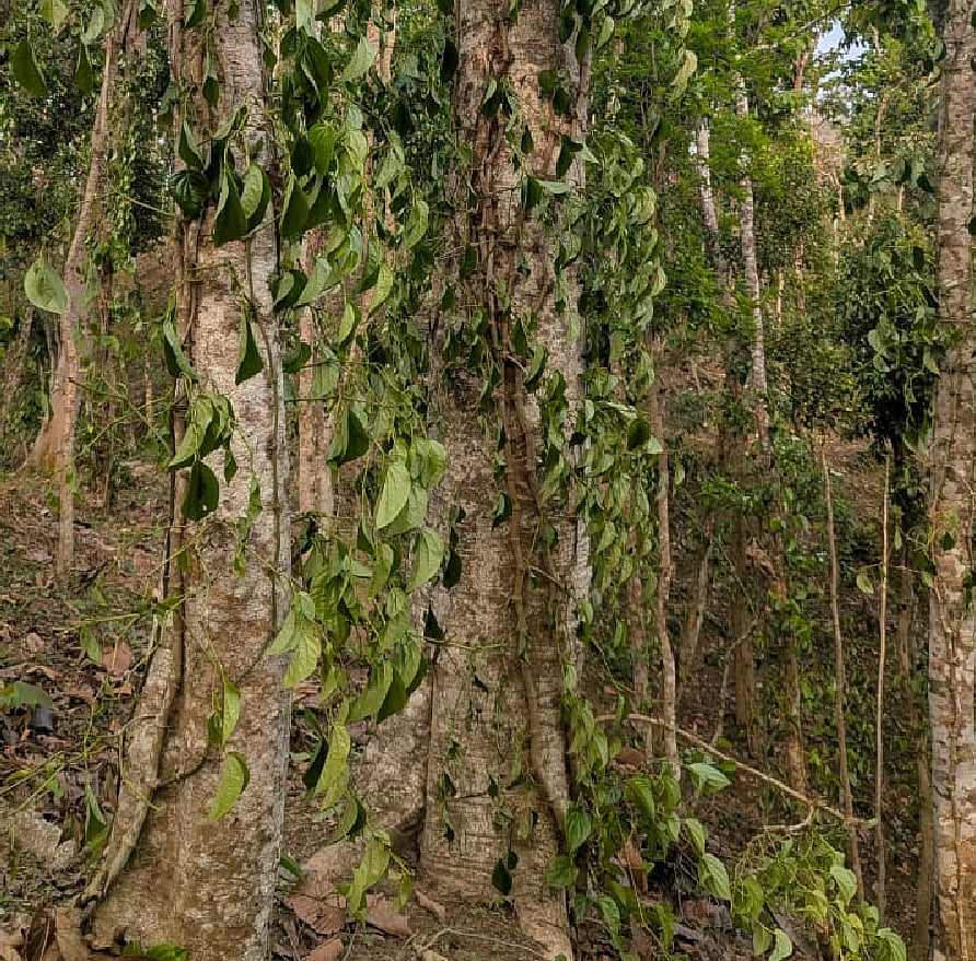 কুলাউড়ায় খাসিয়াপুঞ্জিতে এক চাষির সহস্রাধিক পানগাছ কর্তন