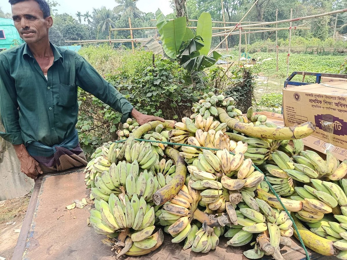 আনোয়ারায় স্কুল ফিডিংয়ে অনিয়ম, শিক্ষার্থীদের দেওয়া হলো পচা কলা