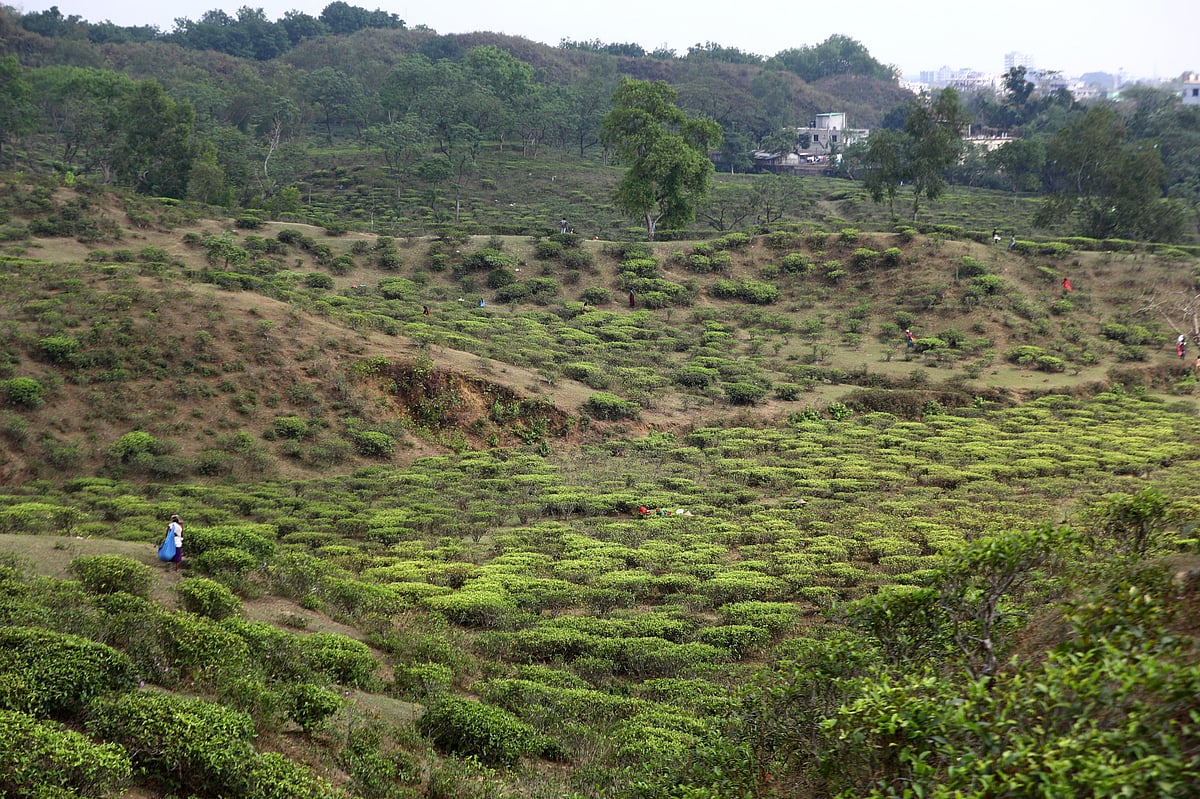 চা-বাগানে বৃষ্টির পরের রূপ