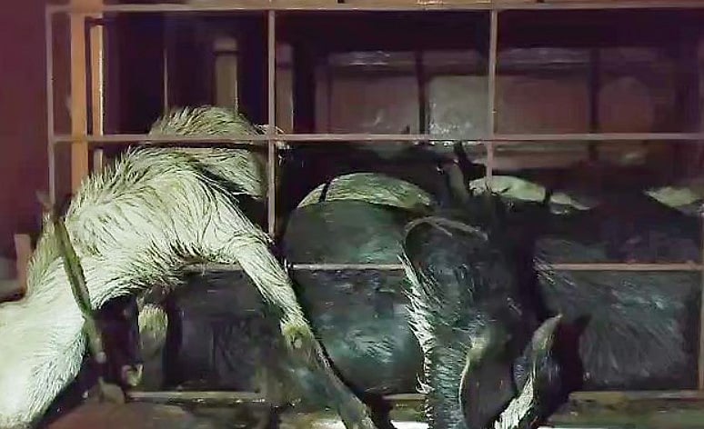 গাড়ীর বাক্সে ছাগলের দমবন্ধ মৃত্যু ও নিশ্চুপ প্রাণিকল্যাণ আইন