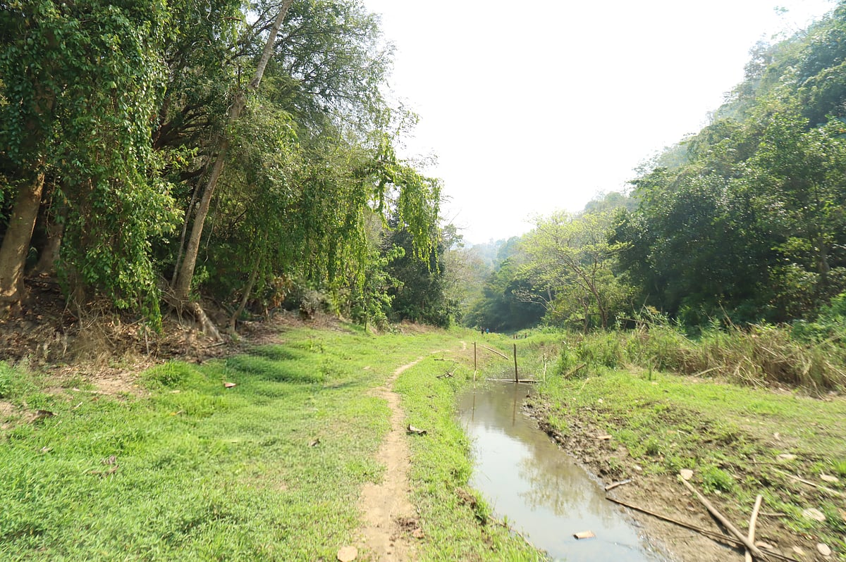 বাঁশঝাড় ও ঘন গাছে ঢাকা নির্জন বনের ভেতর দিয়ে বয়ে গেছে একটি সরু পথ।