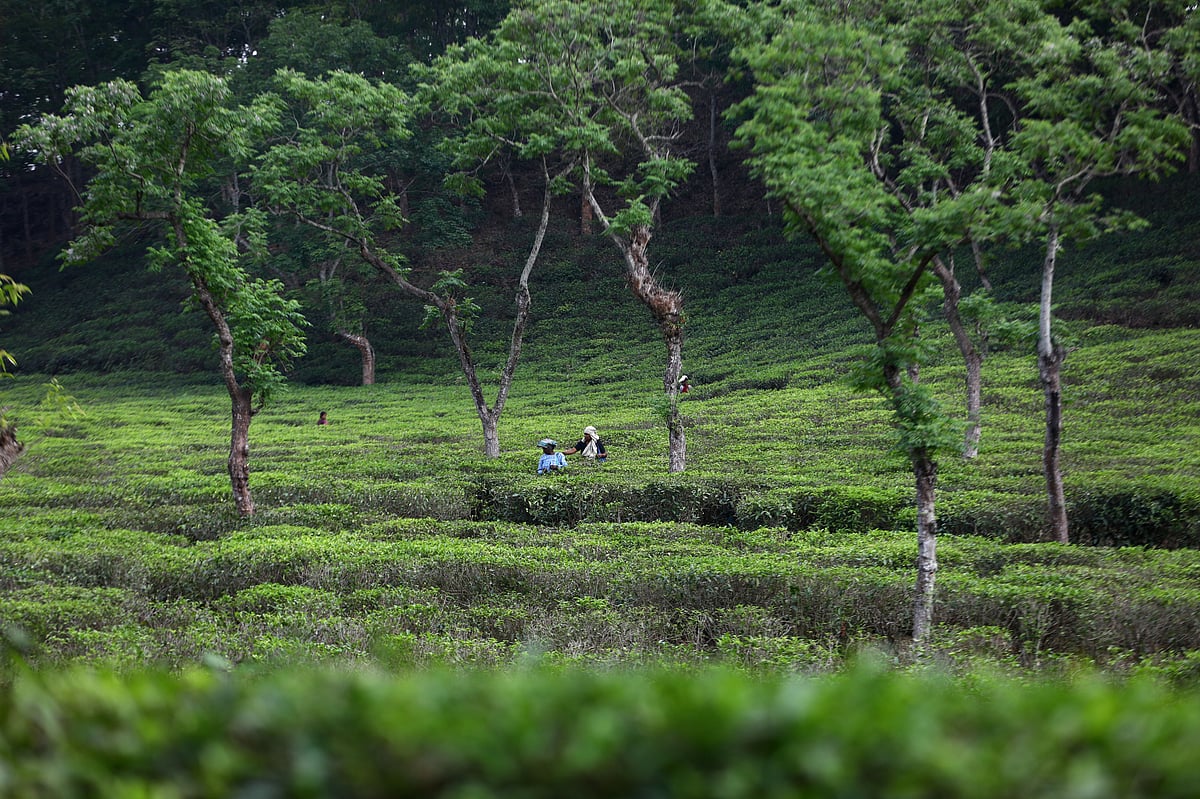 বৃষ্টিধোয়া সবুজ চা-বাগানে চা-পাতা তুলছেন নারী শ্রমিকেরা 