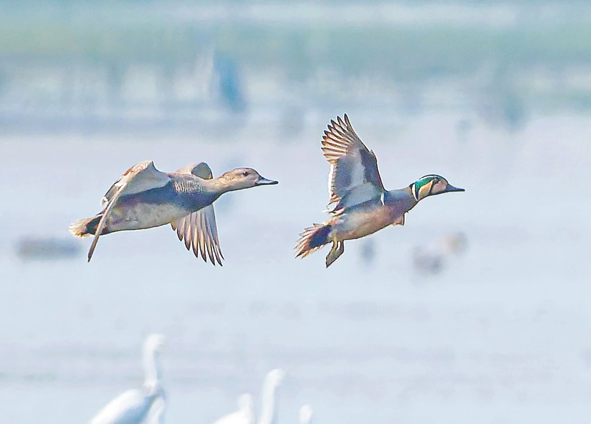 অবশেষে বৈকাল হাঁসের দেখা