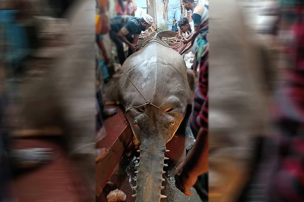 কাঠালিয়ায় ধরা পড়ল ২৫ মণ ওজনের খটক মাছ, আড়াই লাখ টাকায় বিক্রি