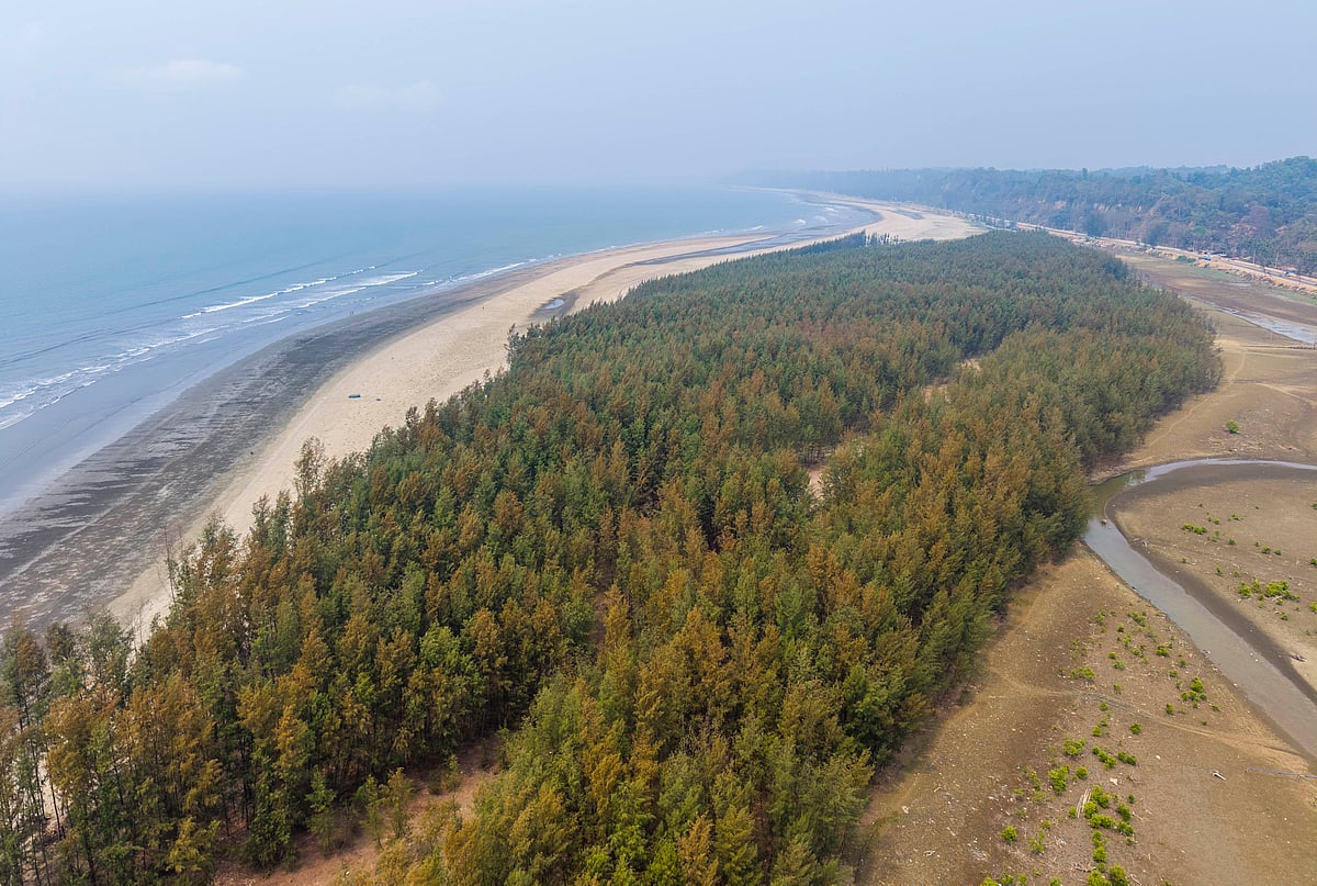 দীর্ঘ সৈকতে একখণ্ড ঝাউবাগান